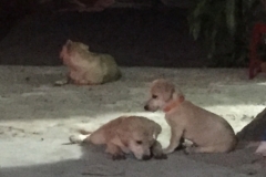 8879 14-6-19 puppies