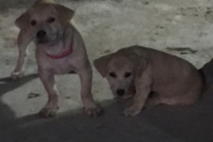 8880 14-6-19 puppies