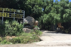 8982 19-6-19 lions