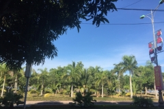 9168 26-6-19 palm trees