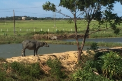 9201 29-6-19 water buffalo
