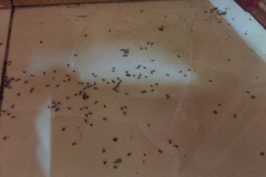 9259 4-7-19 ants