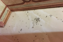 9260 4-7-19 ants