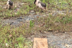 9272 4-7-19 pigs
