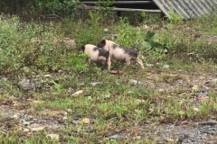 9273 4-7-19 pigs
