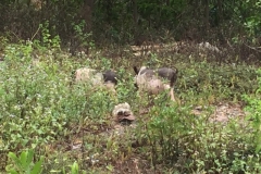 9274 4-7-19 pigs
