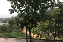 9297 4-7-19 tree