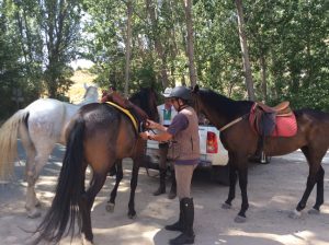 0426-6-9-16-10-horses-andaluz