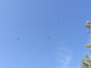 0426-6-9-16-20-vultures