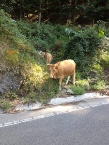 day-44-cows-on-the-road