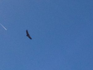 1014-vulture-flying
