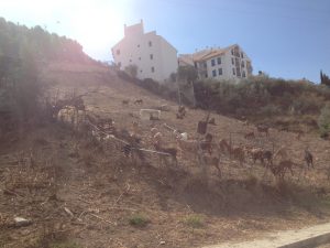 1420-animals