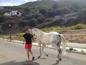 1422-white-horse