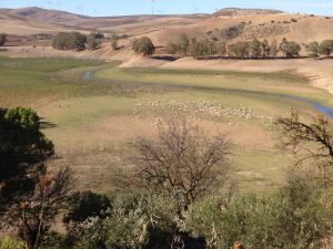 2805-8-11-sheep-view